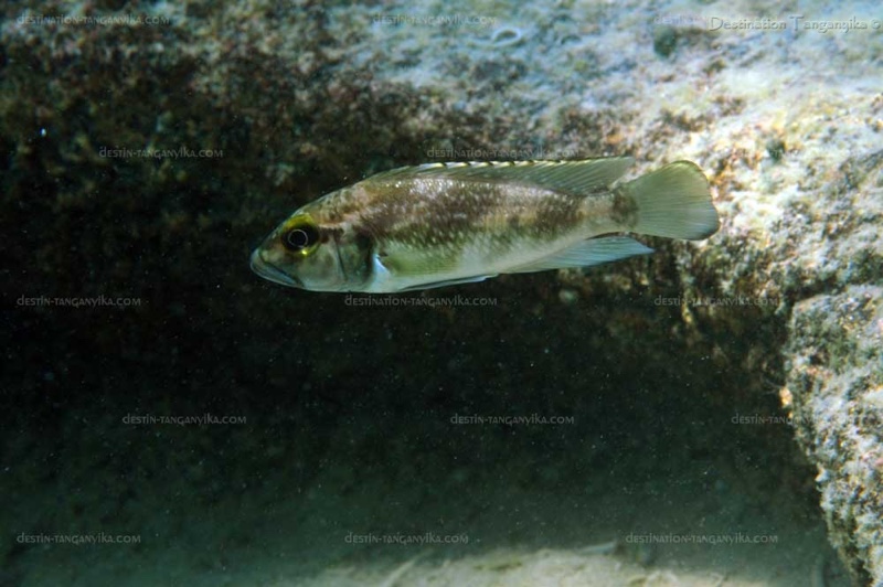 Lamprologus lemairii 'Cape Mpimbwe'